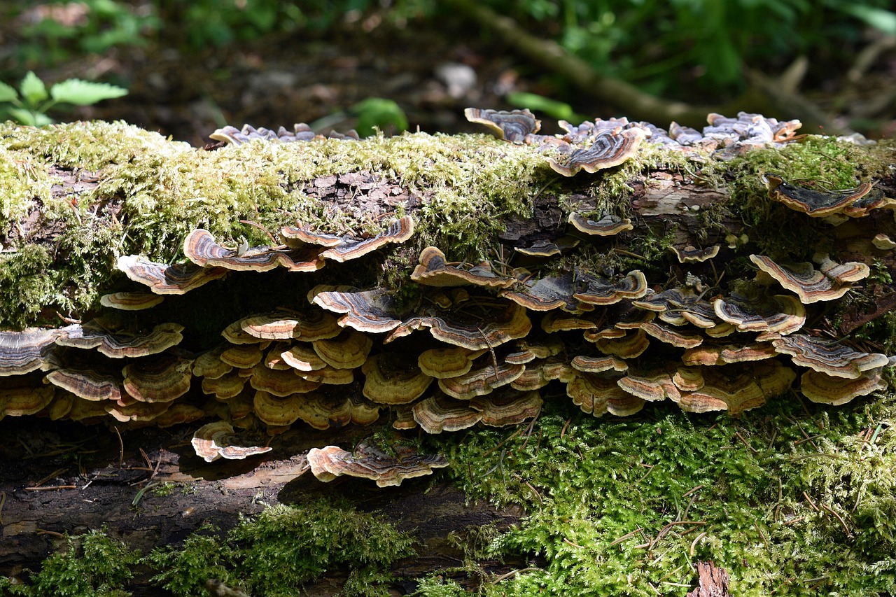 圣树唤歌:云南代理记账价格查询平台