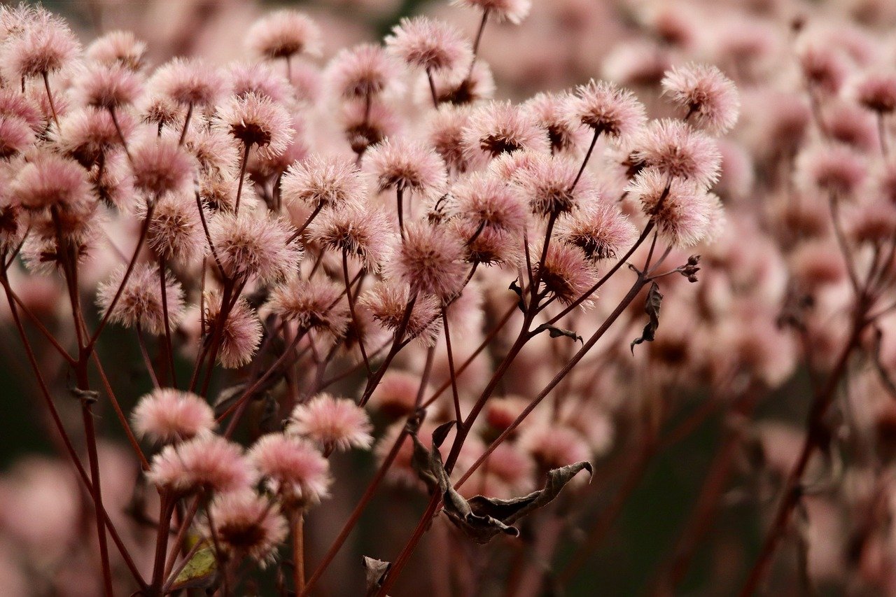 微信号买卖：小红唇app详情下载教程